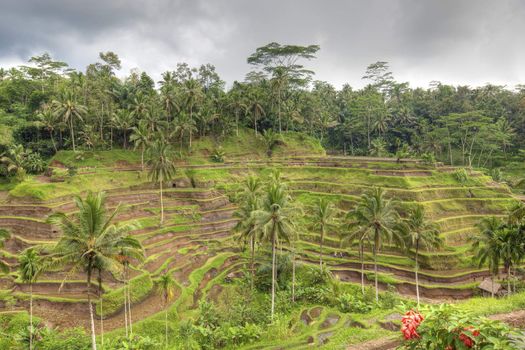 Rice terrace fields in Bali Indonesia