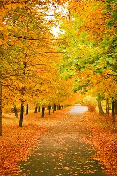 orange autumnal park