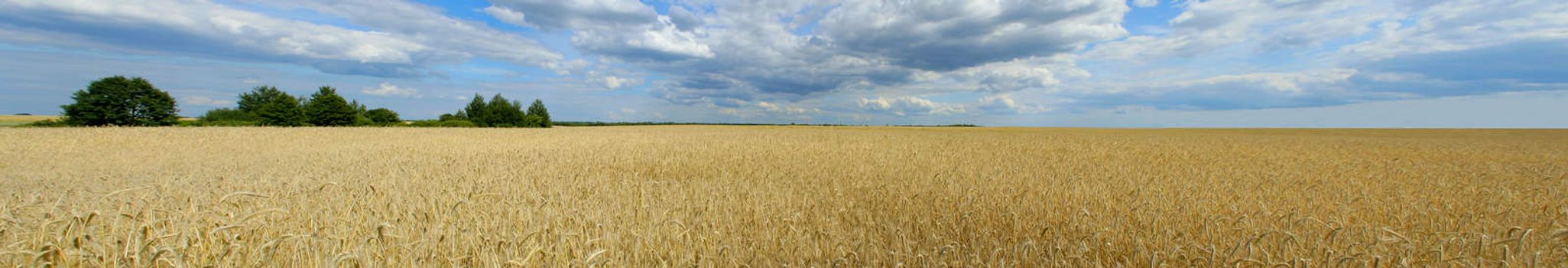 panorama of wheat field