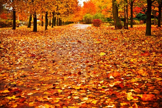 red autumn park