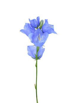 Blue wildflower isolated on white background with clipping path