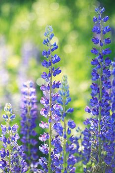 Beautiful blue lupine closeup on bright nature background