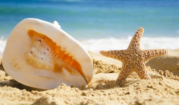 Big seashell and starfish on sandy beach in Hawaii, Kauai