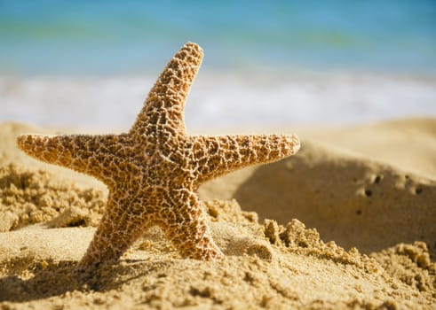 Starfish on sandy beach in Hawaii, Kauai