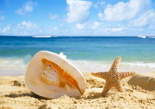 Big Seashell and starfish on sandy beach in Hawaii, Kauai