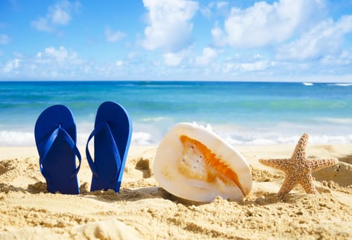 Blue Flip flops, big seashell and starfish on sandy beach in Hawaii, Kauai