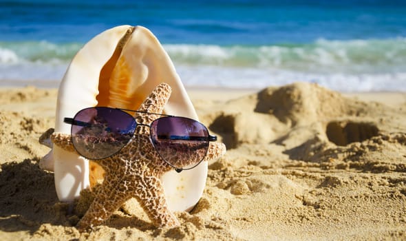 Big seashell and starfish with sunglasses on sandy beach in Hawaii, Kauai