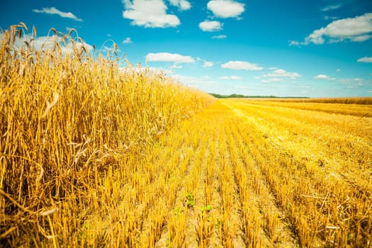 wheat field at harvesting