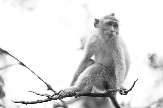 Long-tailed Macaque Monkey in the Monkey forest in Bali