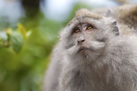 Long-tailed Macaque Monkey in the Monkey forest in Bali