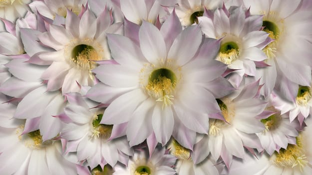 Background with flowers of the cactus echinopsis oxygona 