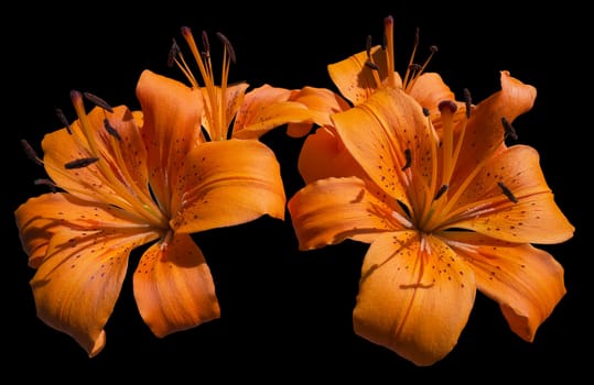 Close up of blooming orange lilies - Lilium bulbiferum - isolated on black