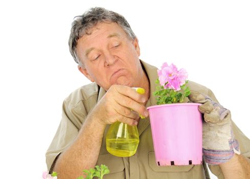Fussy and careful middle aged gardener sprays a plant in a pot.