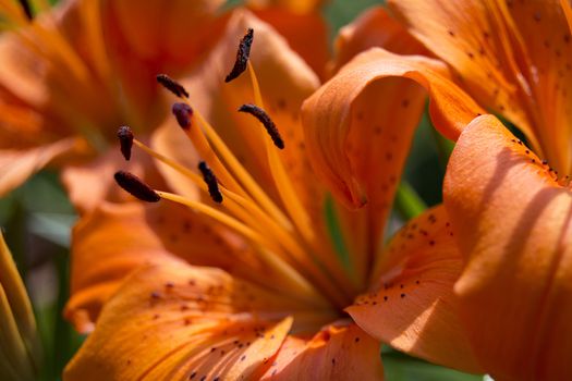 Close up of blooming orange lilies - Lilium bulbiferum