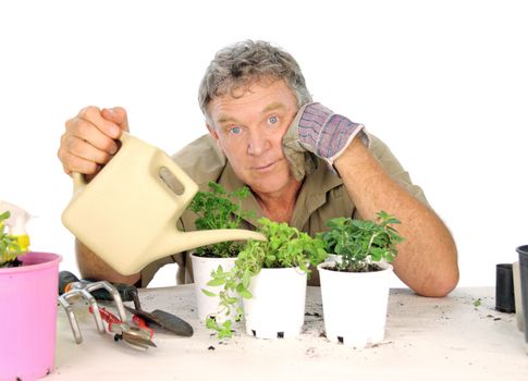 Middle aged nurseryman watering seedlings with a watering can.