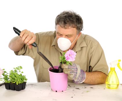 Middle aged nurseryman plants flower in potting soil with protective mask.