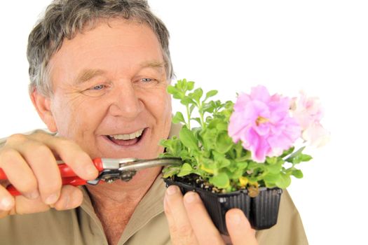 Middle aged nurseryman prunes a punnet of seedlings.