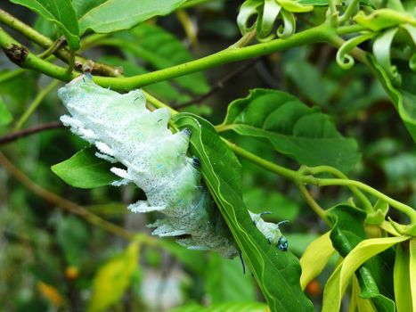 Huge green caterpillar eating tasty fresh leafs in Bali, Indonesia