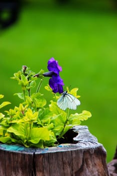 White field butterfly resting on an intense blue violet flower in a garden in Bulgaria