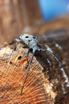 Longhorn Beetle Aristobia exploring a tree trunk in Stara Planina mountain, Bulgaria