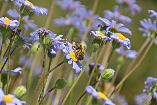 Bee collecting polen from flowers in a meadow in Spain