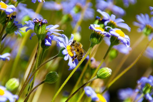 Bee collecting polen from flowers in a meadow in Spain