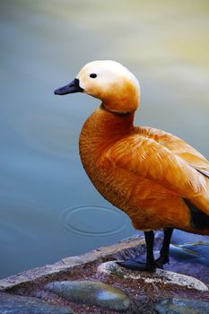 Gold whistling duck resting on the banks of a quiet lake in Benalmadena, Spain