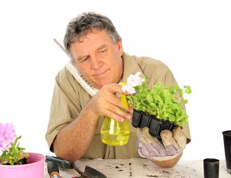 Middle aged nurseryman spraying seedlings while on the the telephone.