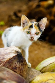 Semi-wild kitten playing amongst coconuts in the outskirts of a village in Java, Indonesia