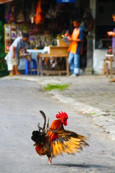 Young rooster showing-off and making noise in a small village in Java, Indonesia