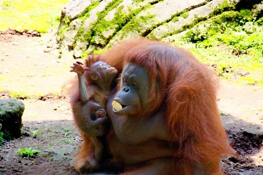 Mother and baby orang-utang eating bisquits in the natural safari park of Jambatan Buaya in Java, Indonesia