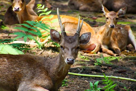 A family of brown deer taking a rest in the forest in the natural park of Jambatan Buaya in Java, Indonesia