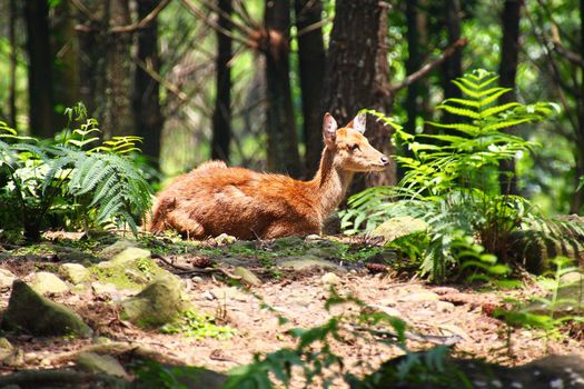 Young wild deer in the open Jembatan Buaya park in Java, Indonesia,