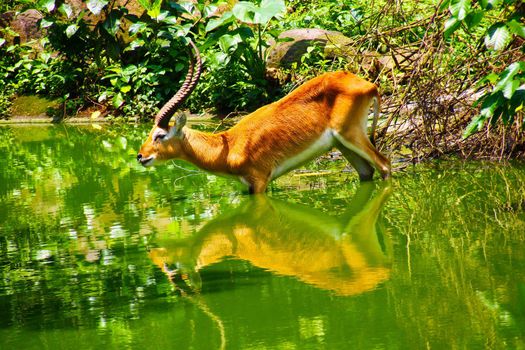 Young wild antelope drinking water and it mirror reflection in the lake in Jembatan Buaya park in Java, Indonesia,