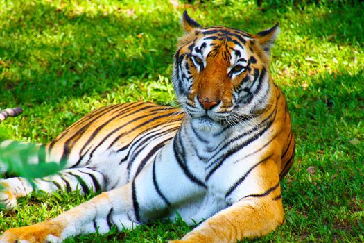 Female javanese tiger resting in the Jambatan Buaya safari park in Java, Indonesia. Javanese tigers are vere rare - only about 300 in the wild