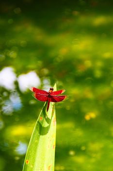 A Crocothemis Scarlet dragonfly resting on a leaf in a small pond in Bali, Indonesia