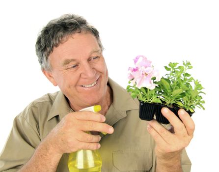 Middle aged nurseryman sprays a punnet of seedlings.