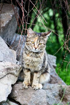 Semi-wild kitten playing amongst the bushes in the outskirts of a village in Rodopi mountains in Bulgaria