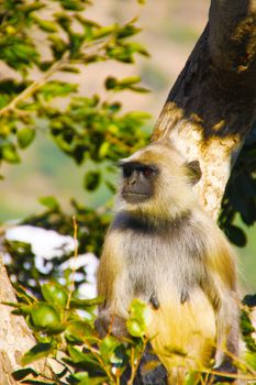 Black-face monkey sitting in a tree in the outskirts of Jaipur, India