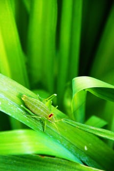 Green large grasshoper resting on a green leaf in Stara Planina mountain, Bulgaria