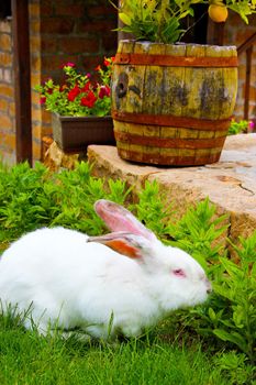 Domestic albino pet rabbit feeding in a private garden in Bulgaria