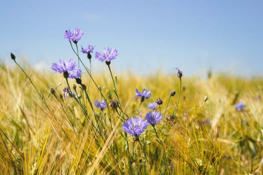 blue cornflowers in the wheat field with blue sky