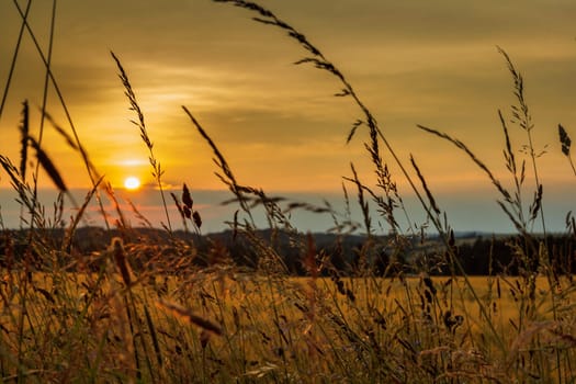 summer sunset over grass field with shallow focus