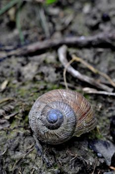 Snail in the forrest