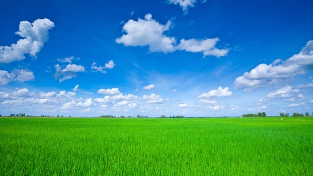 Rice field green grass blue sky cloud cloudy landscape