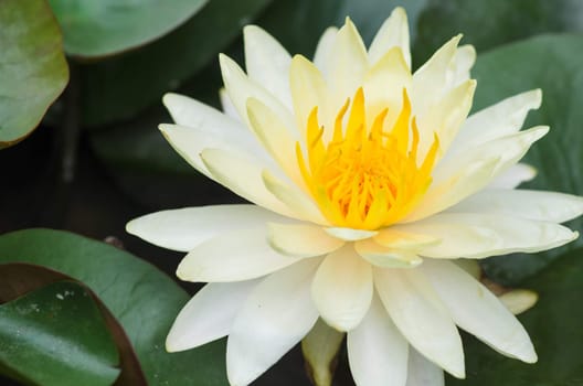 colorful of yellow water lily