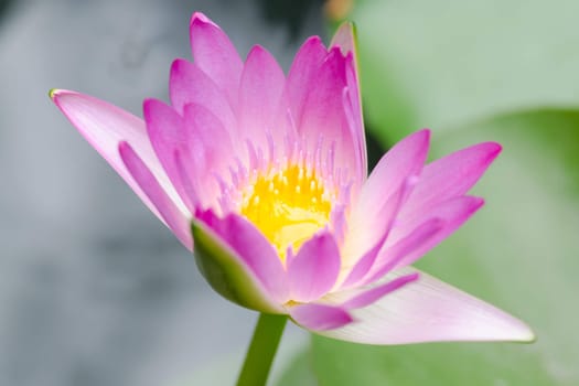 colorful of purple water lily