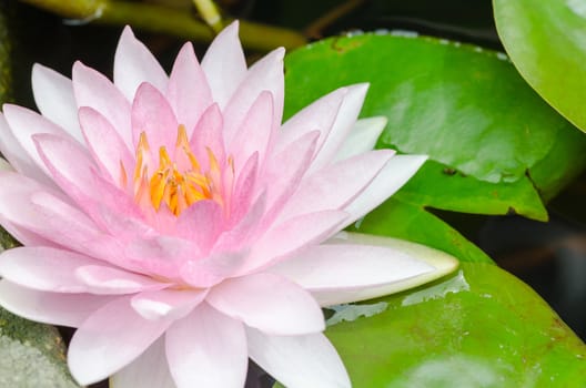 colorful of purple water lily