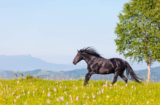 Arab racer runs on a green summer meadow