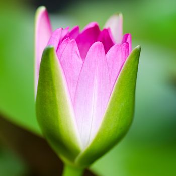 colorful of purple water lily